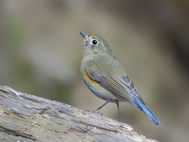 Small bird tree branch blurry free wallpaper - medium preview image