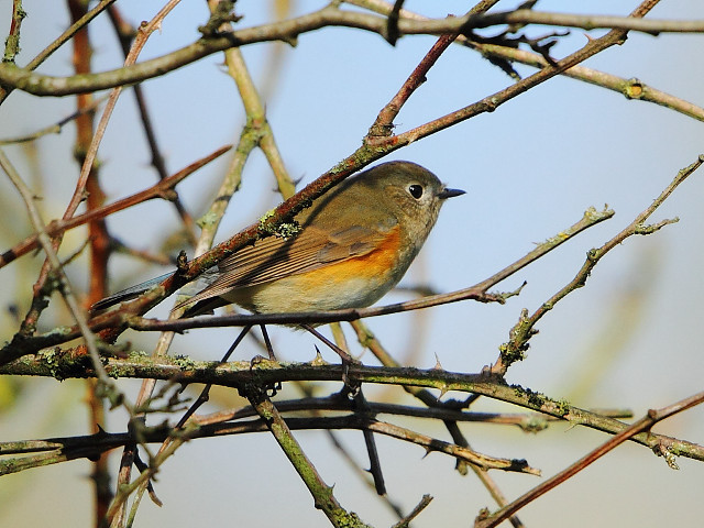 Bird sitting branch tree no #3 free wallpaper - medium preview image
