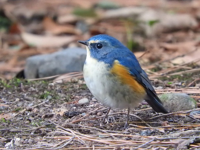 Blue bird standing ground twigs free wallpaper - medium preview image