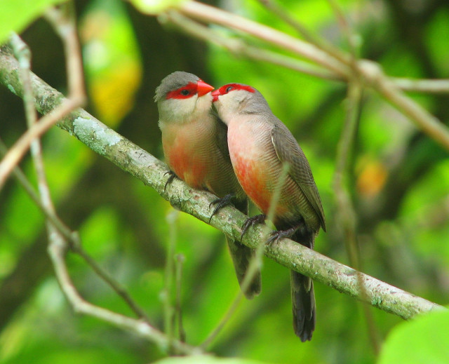 Two birds branch tree leaves free wallpaper - medium preview image