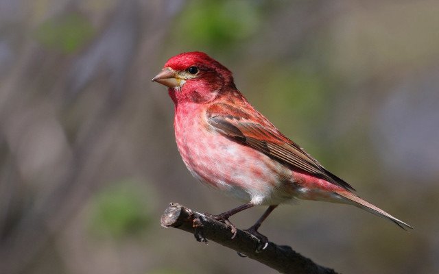 Red bird branch tree blurry free wallpaper - medium preview image