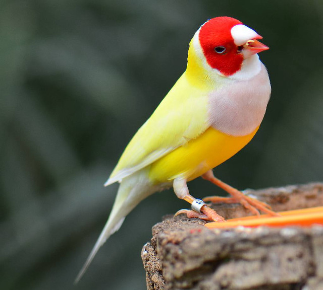 Yellow red bird tree stump free wallpaper - medium preview image