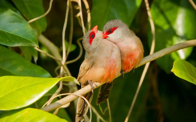 Two birds branch leaves red free wallpaper - medium preview image