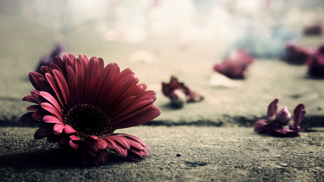 Red flower petals ground blurry free wallpaper - medium preview image