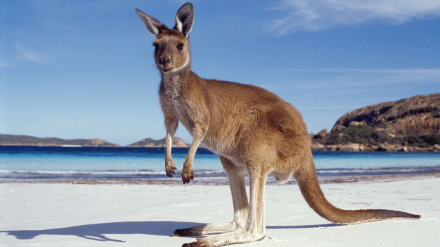 Kangaroo beach blue sky water free wallpaper - medium preview image