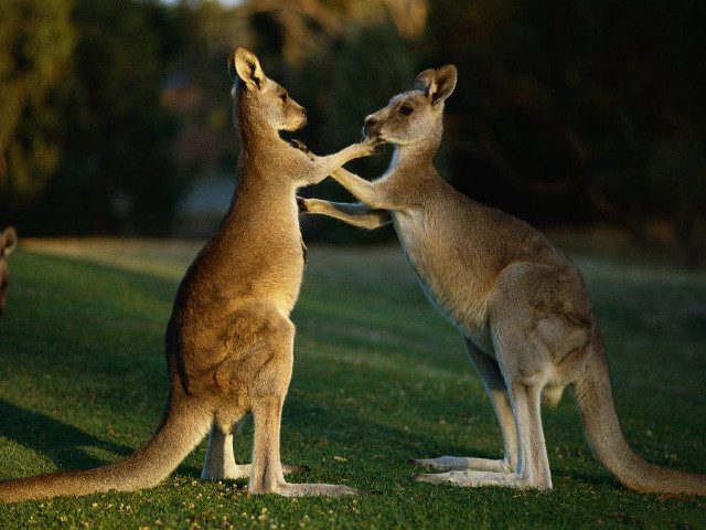 Kangaroos playing grass night time free wallpaper - medium preview image