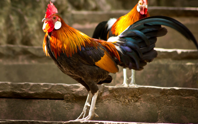 Roosters standing on ledges free wallpaper - medium preview image