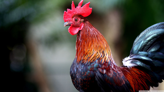 Rooster red comb black tail free wallpaper - medium preview image