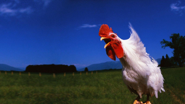 Rooster wooden post field grass free wallpaper - medium preview image