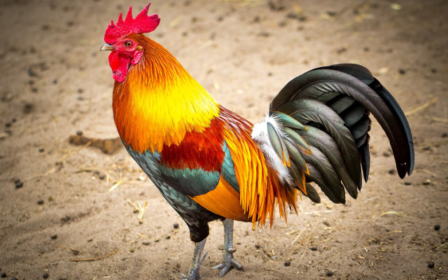 Rooster red yellow comb dirt free wallpaper - medium preview image