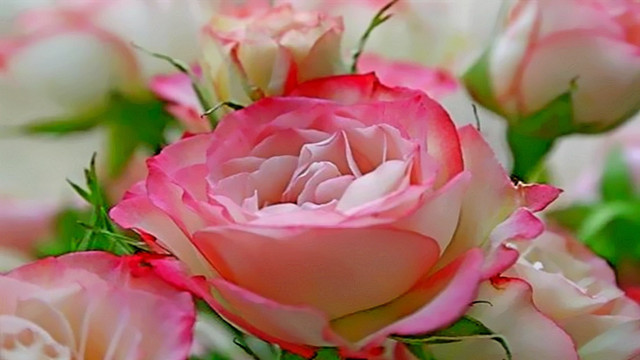 Roses bouquet rococo macro blurry free wallpaper - medium preview image