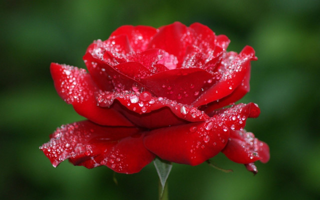 Red rose water droplets gothic #7 free wallpaper - medium preview image