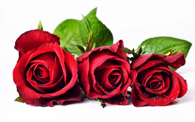 Three red roses green leaves free wallpaper - medium preview image