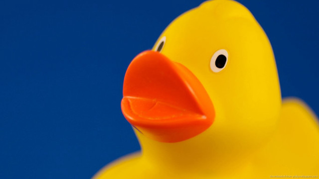 Yellow rubber ducky red beak free wallpaper - medium preview image