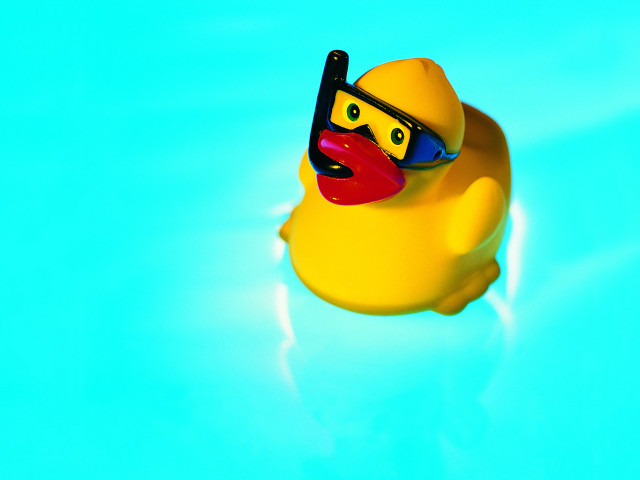 Rubber duck sunglasses floating pool free wallpaper - medium preview image