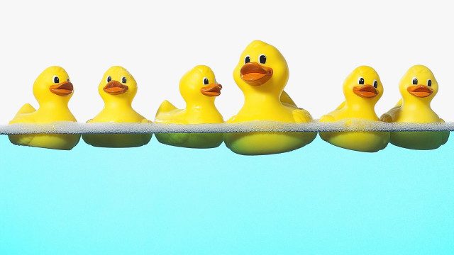 Rubber ducks shelf water row free wallpaper - medium preview image