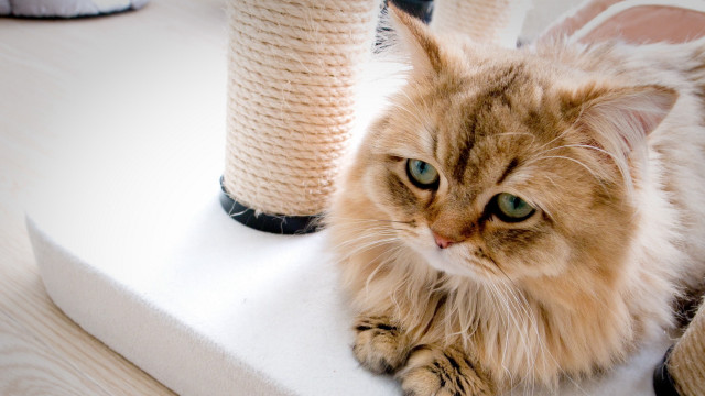 Cat laying white surface toys free wallpaper - medium preview image
