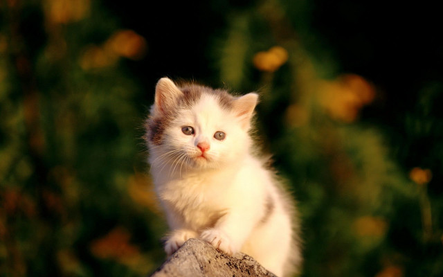 Kitten tree stump curious look #3 free wallpaper - medium preview image