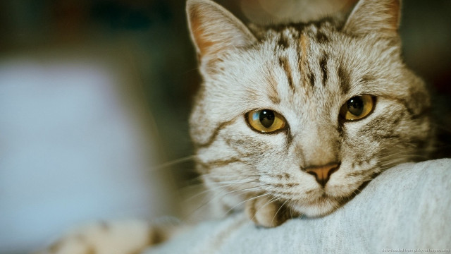Cat couch head arm chair free wallpaper - medium preview image