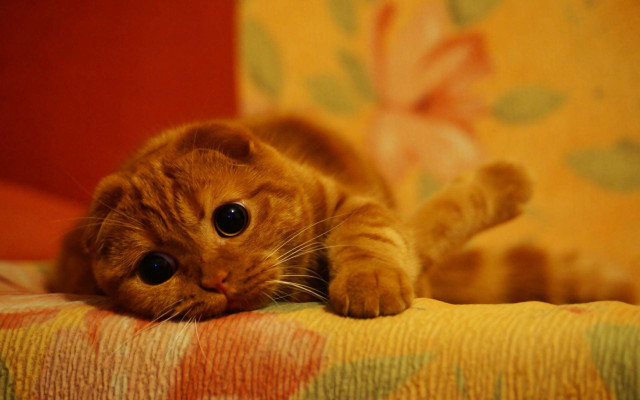Orange cat couch paws arm free wallpaper - medium preview image