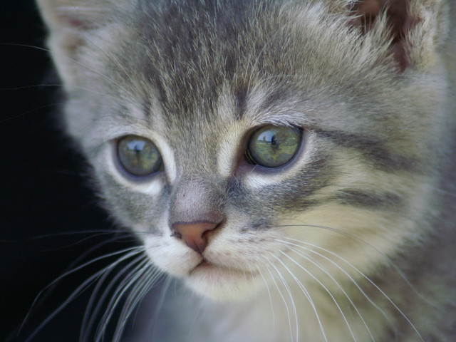 Kitten green eyes black background free wallpaper - medium preview image