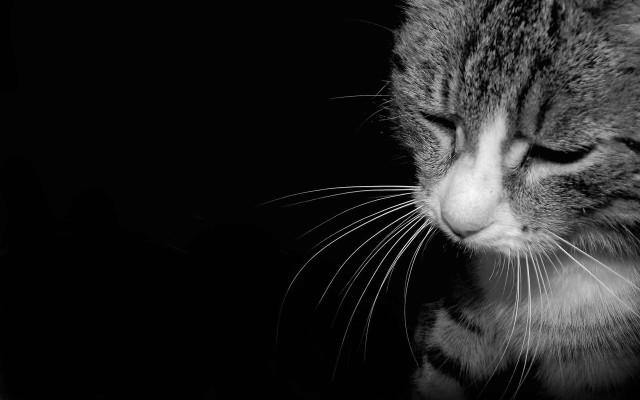 Cat looking down dark room #2 free wallpaper - medium preview image