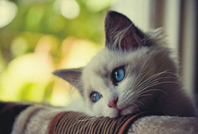 White cat blue eyes couch #3 free wallpaper - medium preview image