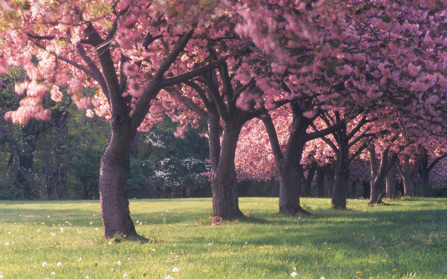 Field trees grass flowers pink free wallpaper - medium preview image