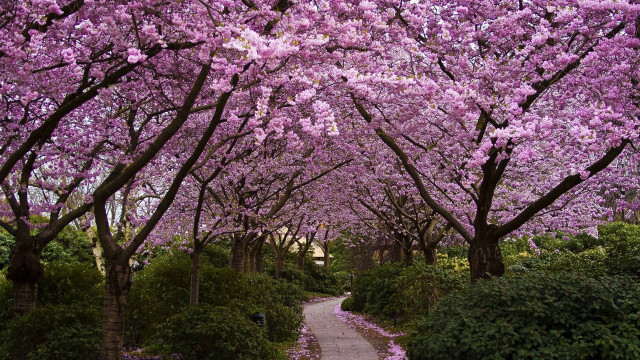 Purple flower pathway bench bushes free wallpaper - medium preview image