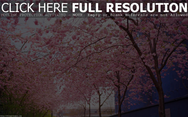 Tree cherry blossoms wisteria blood free wallpaper - medium preview image