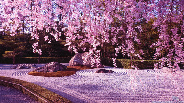 Garden rock tree pink flowers free wallpaper for desktop - medium preview image