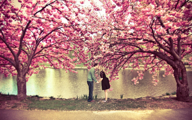 Couple tree pink flowers lake free wallpaper - medium preview image