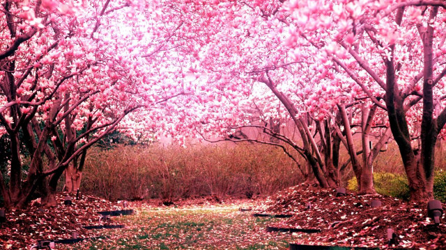 Pink hanami park bench autumn free wallpaper - medium preview image