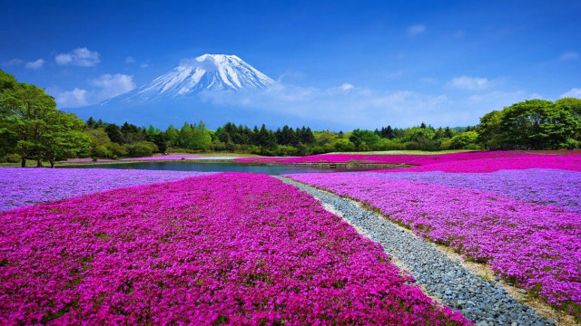 Flower field mountain river path free wallpaper - medium preview image