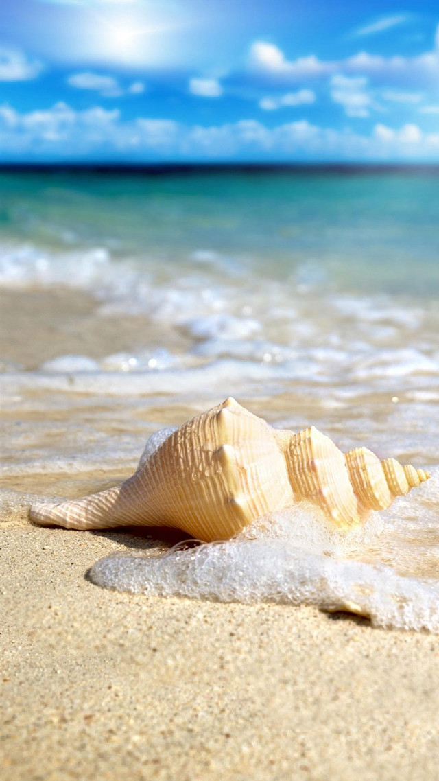 Shell beach blue sky wave free wallpaper - medium preview image