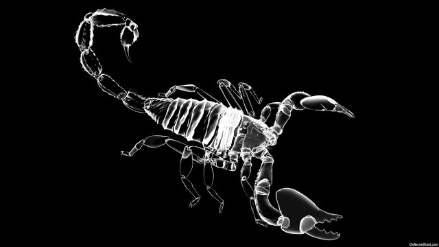 Scorpion xray image computer screen free wallpaper - medium preview image