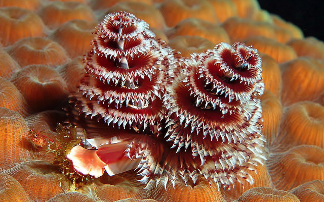 Sea anemones coral reef ocean free wallpaper - medium preview image