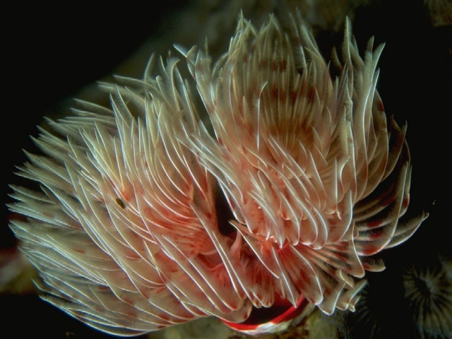Coral closeup black background red free wallpaper - medium preview image