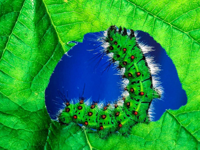 Green caterpillar leaf red dots free wallpaper - medium preview image