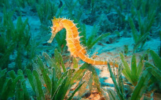 Seahorse seaweed underwater coral fantasy free wallpaper - medium preview image