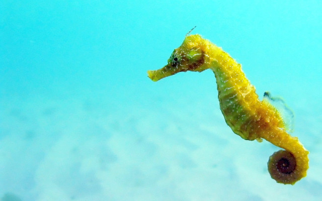 Sea horse swimming fish nearby free wallpaper - medium preview image