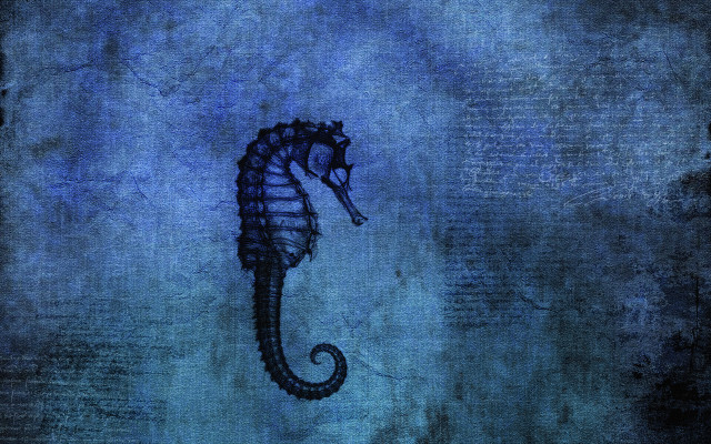 Sea horse water head turned free wallpaper - medium preview image