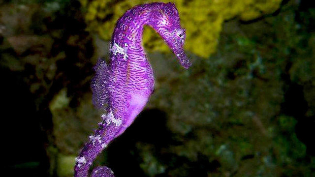 Purple seahorse rock water droplets free wallpaper - medium preview image