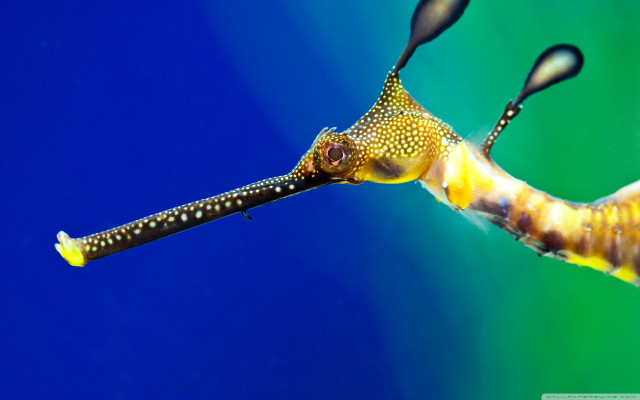 Seahorse closeup long tail long free wallpaper - medium preview image