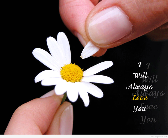 Romantic flower quote love screenshot free wallpaper for desktop - medium preview image