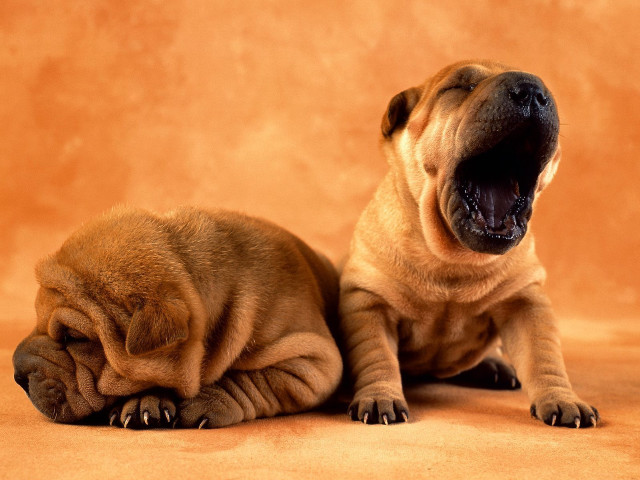 Two dogs yawning brown background free wallpaper - medium preview image