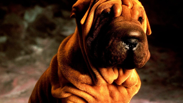 Large brown dog black nose free wallpaper - medium preview image