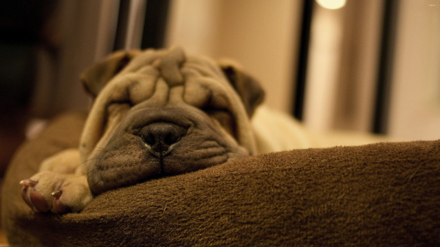 Dog sleeping couch pillow eyes #2 free wallpaper - medium preview image