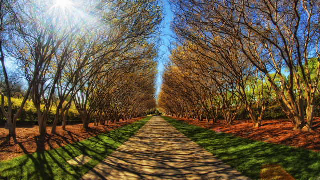 Park path trees grass blue free wallpaper - medium preview image