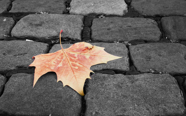 Leaf stone walkway black white free wallpaper - medium preview image